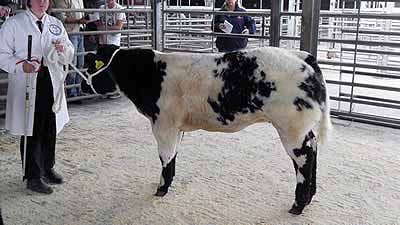 Class 4 TJ & EA Richardson Ebony